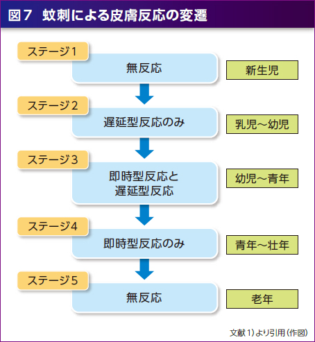 図7 蚊刺による皮膚反応の変遷